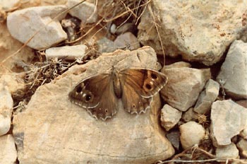 Sátiro moreno (Neohipparchia statilinus)