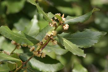 Laurel - Hojas/Flores Masc (Laurus nobilis)
