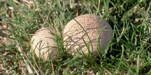 Pedo de lobo (Lycoperdon perlatum)