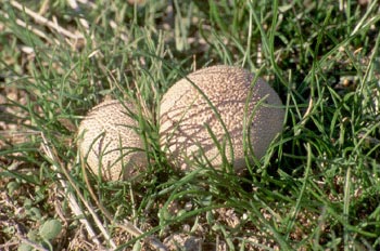 Pedo de lobo (Lycoperdon perlatum)