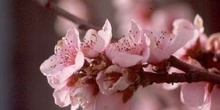 Ciruelo japonés (Prunus cerasifera)