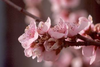 Ciruelo japonés (Prunus cerasifera)