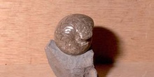 Goniatites sp. (Nautilus) Carbonífero