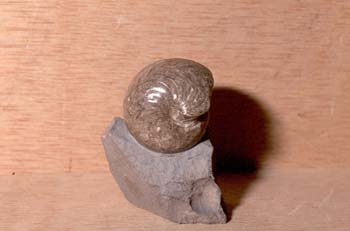 Goniatites sp. (Nautilus) Carbonífero