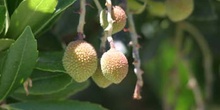 Madroño - Fruto (Arbutus unedo)