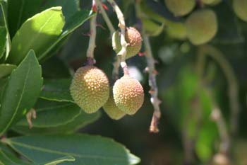 Madroño - Fruto (Arbutus unedo)