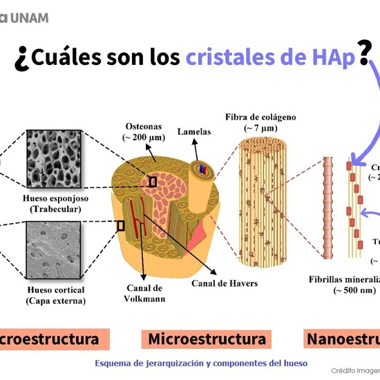Estructura de un hueso