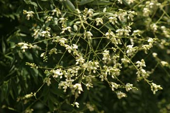 Falsa acacia de Japón - Flor (Sophora japonica)