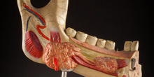 IES_ISABELLACATOLICA_ANATOMIA_038