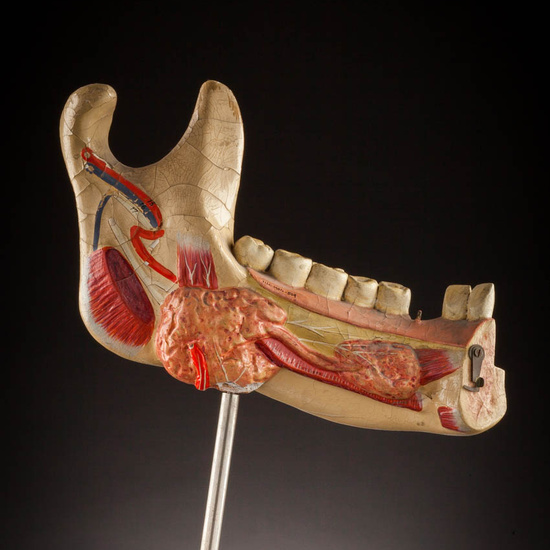 IES_ISABELLACATOLICA_ANATOMIA_038