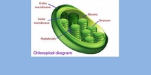 Cloroplastos (eucariota vegetal)