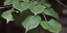 Tilo (Tilia sp.)