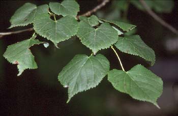 Tilo (Tilia sp.)