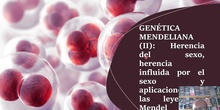 Tema 6 Genética mendeliana II: herencia del sexo, herencia ligada al sexo, herencia condicionada por el sexo y aplicaciones de las leyes de la Genética