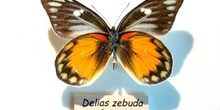 Mariposa "Delias cebuda"