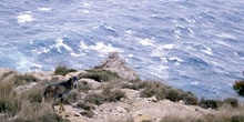 Cabra montesa en costa de Canarias