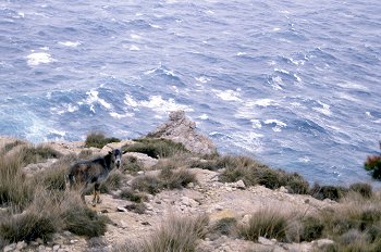 Cabra montesa en costa de Canarias