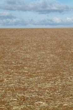 Campo en barbecho, Campo Real, Comunidad de Madrid