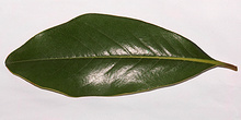 Hoja de magnolio