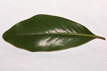 Hoja de magnolio