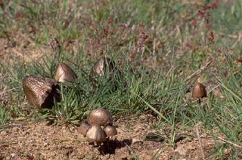 Panaeolus sp.