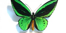 Ornithoptera priamus poseidon macho (Nueva Guinea)