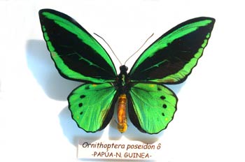 Ornithoptera priamus poseidon macho (Nueva Guinea)