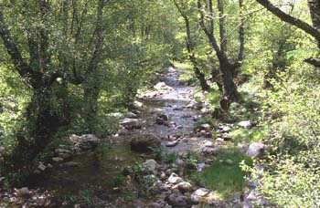 Aliso - Bosque (Alnus glutinosa)