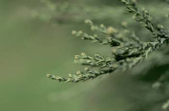 Secuoya gigante - Hojas (Sequoiadendron giganteum)