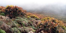 Miconia y helechos en la parte alta de San Cristóbal, Ecuador