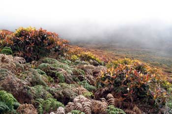 Miconia y helechos en la parte alta de San Cristóbal, Ecuador