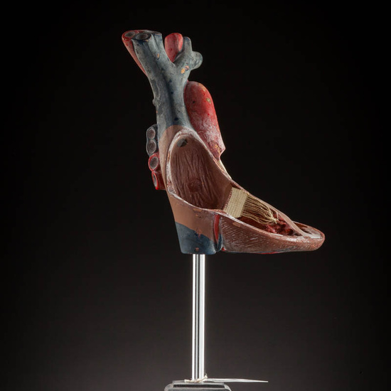 IES_ISABELLACATOLICA_ANATOMIA_051