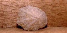 Patella (Molusco-Gasterópodo) Holoceno