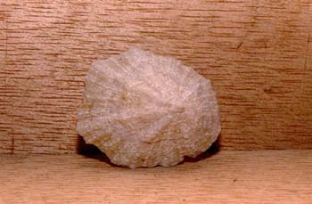 Patella (Molusco-Gasterópodo) Holoceno