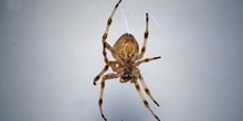 Araña (Araneus quadratus)