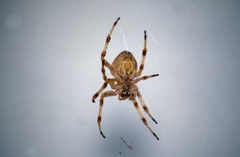 Araña (Araneus quadratus)