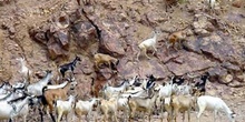Cabras, Rep. de Djibouti, áfrica
