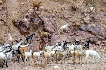 Cabras, Rep. de Djibouti, áfrica