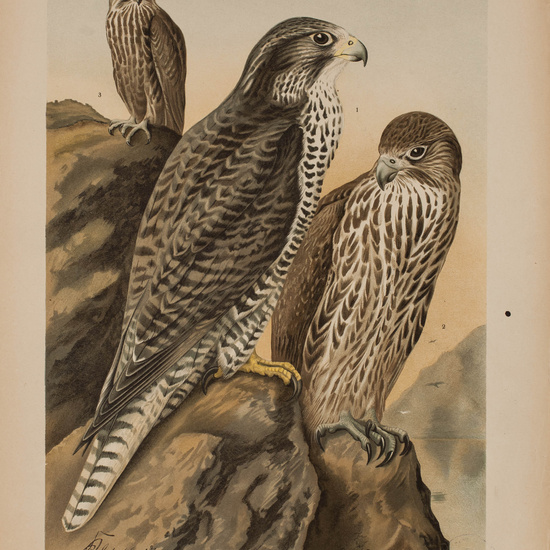 IES_CARDENALCISNEROS_AVES_LAMINAS_159