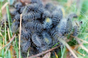 Limántrido - Oruga (Lymantridae fam.)