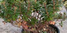 Escalonia (Escallonia macrantha)