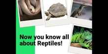 Reptiles