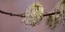 Arce negundo - Flor (Acer negundo)