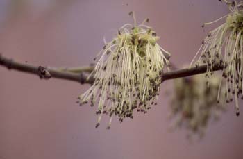 Arce negundo - Flor (Acer negundo)