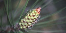 Pino resinero - Flor (Pinus pinaster)