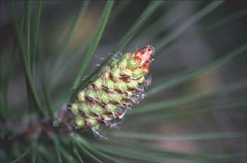 Pino resinero - Flor (Pinus pinaster)