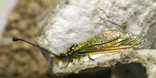 Ascaláfido o falsa libélula (Ascalaphus longicornis)