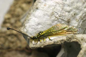 Ascaláfido o falsa libélula (Ascalaphus longicornis)