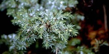 Enebro común (Juniperus communis)