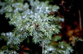 Enebro común (Juniperus communis)